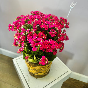 Flowering Kalanchoe