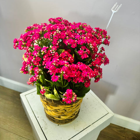 Flowering Kalanchoe