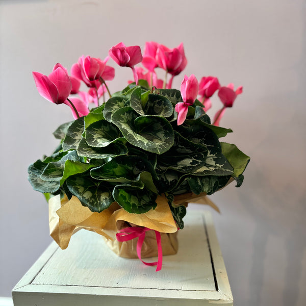 Cyclamen