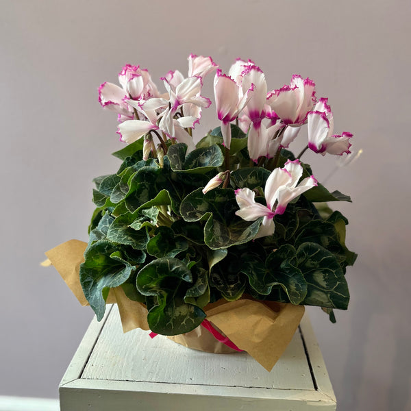 Cyclamen