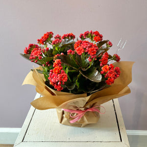 Flowering Kalanchoe