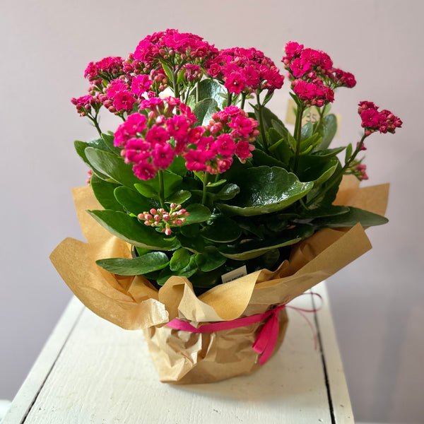 Flowering Kalanchoe